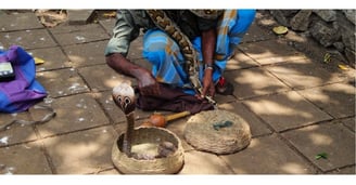 Encantador de cobra naja em Colombo, Sri Lanka.