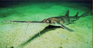 requin scie à long nez sur le sable