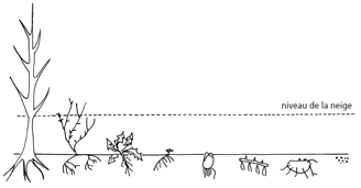 Types de plantes en hiver