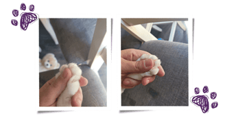 a person holding a white cat paw for a before and after nail clipping in augusta, ga