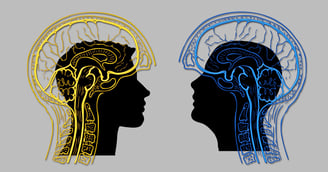 Cerveau et fonctionnement cognitif