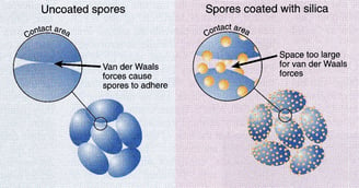 coating of anthrax spores