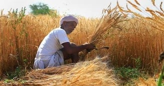 Rajasthan’s Rabi Crop Sowing: A Promising Outlook for 2024-25
