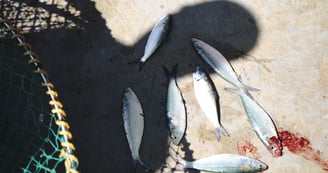 a group of dead fish lying near a net