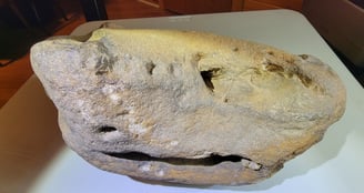 Oldest Dinosaur Fossil discovered during excavation near Canton Ohio