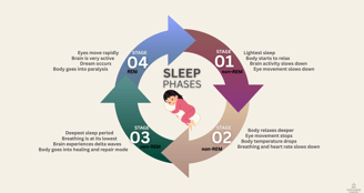 Illustration of sleep cycle and body healing during deep sleep