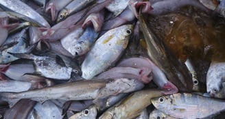 a bunch of fish in a pile of main catch and by-catch.