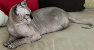 Gato Sphynx Precio y Gatitos Disponibles