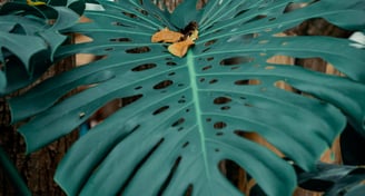 Mature fenestrated Monstera deliciosa leaf climbing a tree trunk in the wild