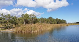 a lake in sweden, there are islands and fir trees. fish for pike in sweden.