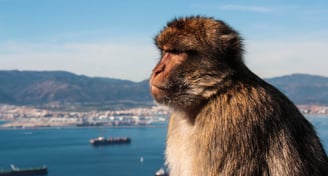 foto do macaco em Gibraltar