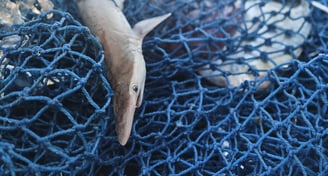a dead spadenose shark in the net