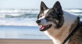Best Dog-Friendly Rentals Anna Maria Island