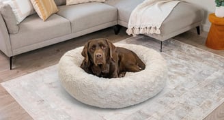 a  brown Labrador is sitting in donut dog bed
