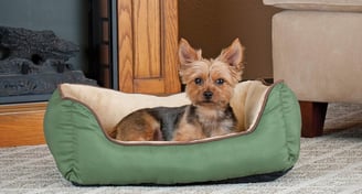 a yorkshier terrier in a cozy green dog bed