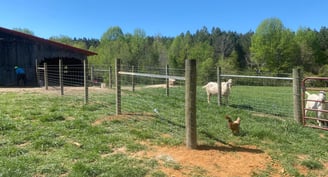 chicken wire fence, farm fence, farm, livestock, livestock fence, goat fence