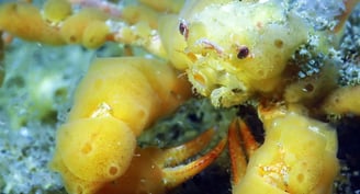 Crabe Araignée des anémones au Cap Ferret au bassin d'Arcachon.
