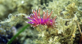 Nudibranche Coryphelle au Cap Ferret