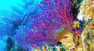 Gorgonnes de méditerranée