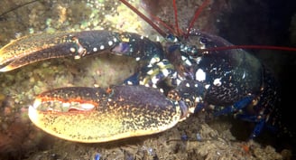 Homard Cap Ferret
