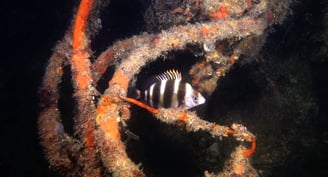 Poisson Sar tambour au Cap Ferret