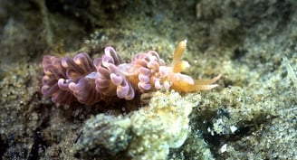 Nudibranche Limace à bigoudis au Cap Ferret au bassin d'Arcachon.