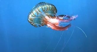 Méduse de Méditerranée sur la côte espagnole