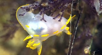 Nudibranche Polycéra au Cap Ferret au bassin d'Arcachon