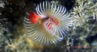 Serpule blanche au Cap Ferret au bassin d'Arcachon