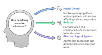 factors stimulating saliva secretion