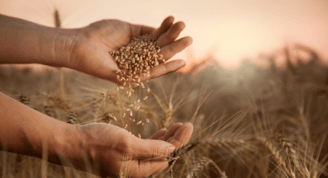 grano de trigo