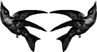 Zwei sich spiegelnde Vögel aus dem Logo-Motiv zur Dekoration und Einleitung