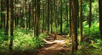 a path leading through the woods