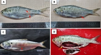 Diagnosing Fungal Infections in fish