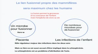 fusion syncytine mère enfant