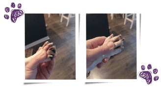 a person holding a dog's paw for a before and after nail trim in Augusta, GA