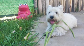 a white dog is laying down on the concrete