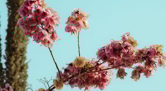 Foto de flor editada