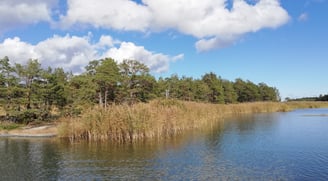 beau paysage de suède, il y a des roseaux, des sapins. parfait pour votre voyage de pêche en suède