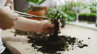 Houseplant being pruned