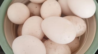 Eco Farm Retreat - today fresh organic eggs