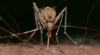 Moustique qui pique proche de vesoul