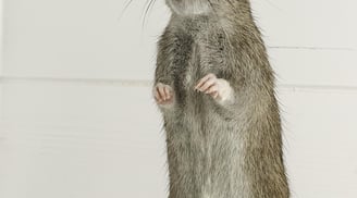 rat debout sur un pot de nourriture