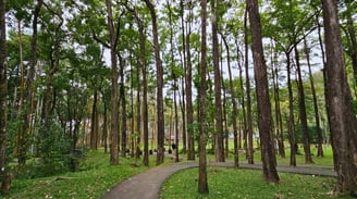 a path way through a park with a path leading to a park