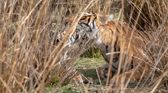 a tigress and her cub in the brush of a field