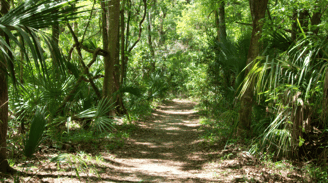 a jungle with trees