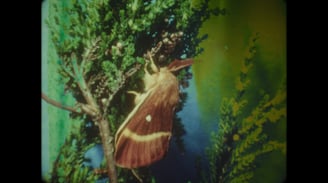Antler 2018, 15 Minutes, Super8mm transferred to digital, colour, sound, Ireland