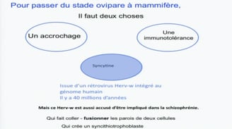 syncytine