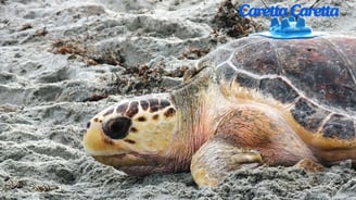 a caretta caretta on the sand