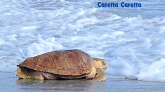 a carette caretta walking through the sea